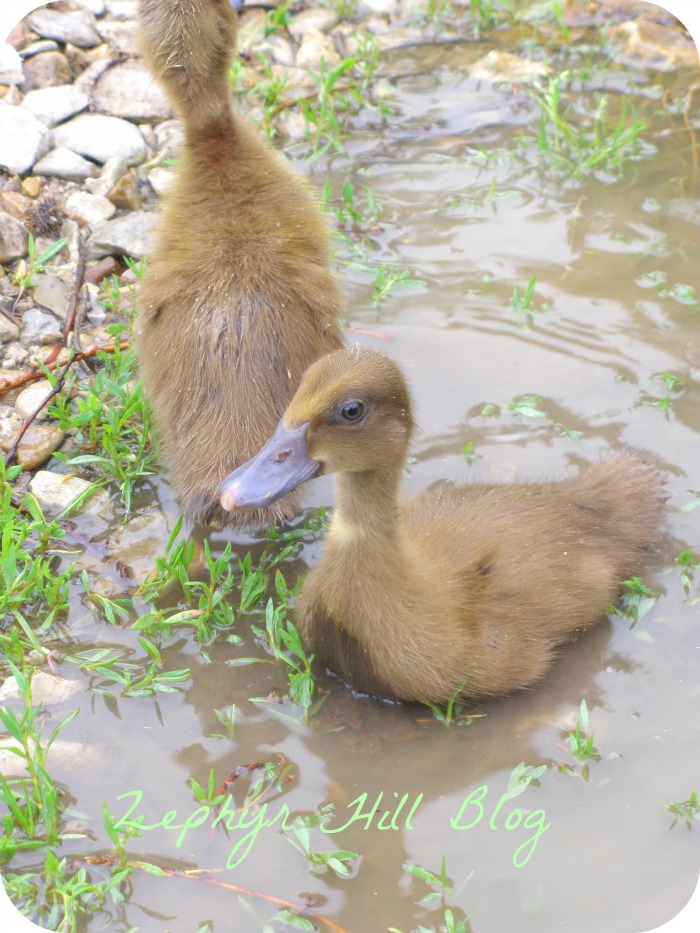 can-you-eat-duck-eggs