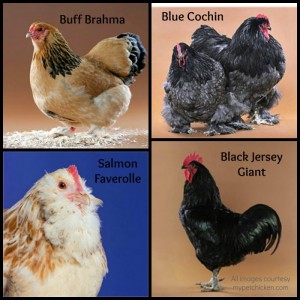 Chickens 101: Choosing the Right Breed - Zephyr Hill